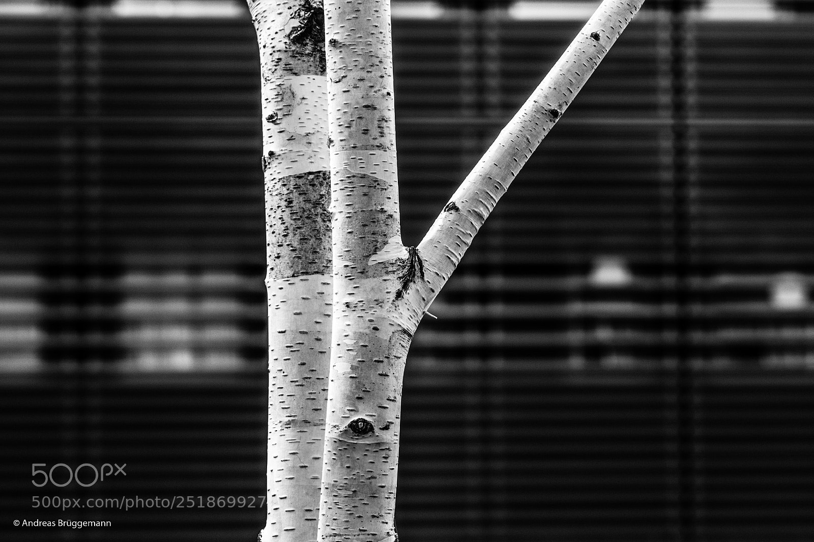 Canon EOS 60D sample photo. White tree photography