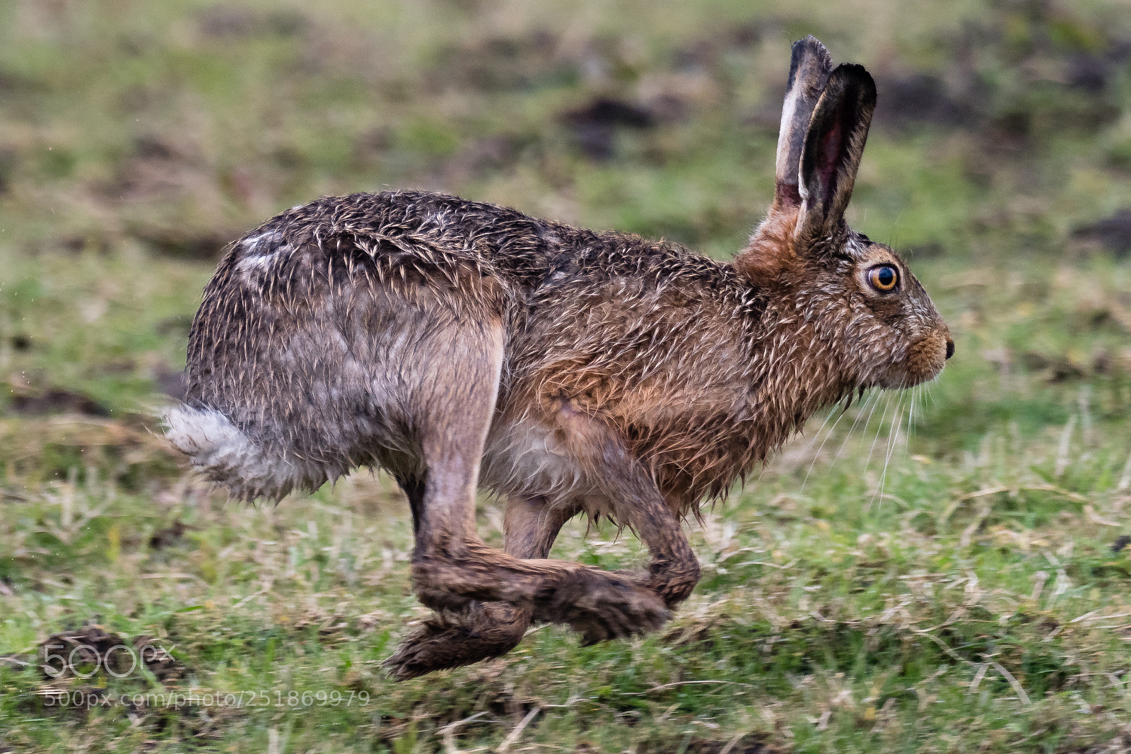 Olympus OM-D E-M1 Mark II sample photo. Eastern bunny running photography