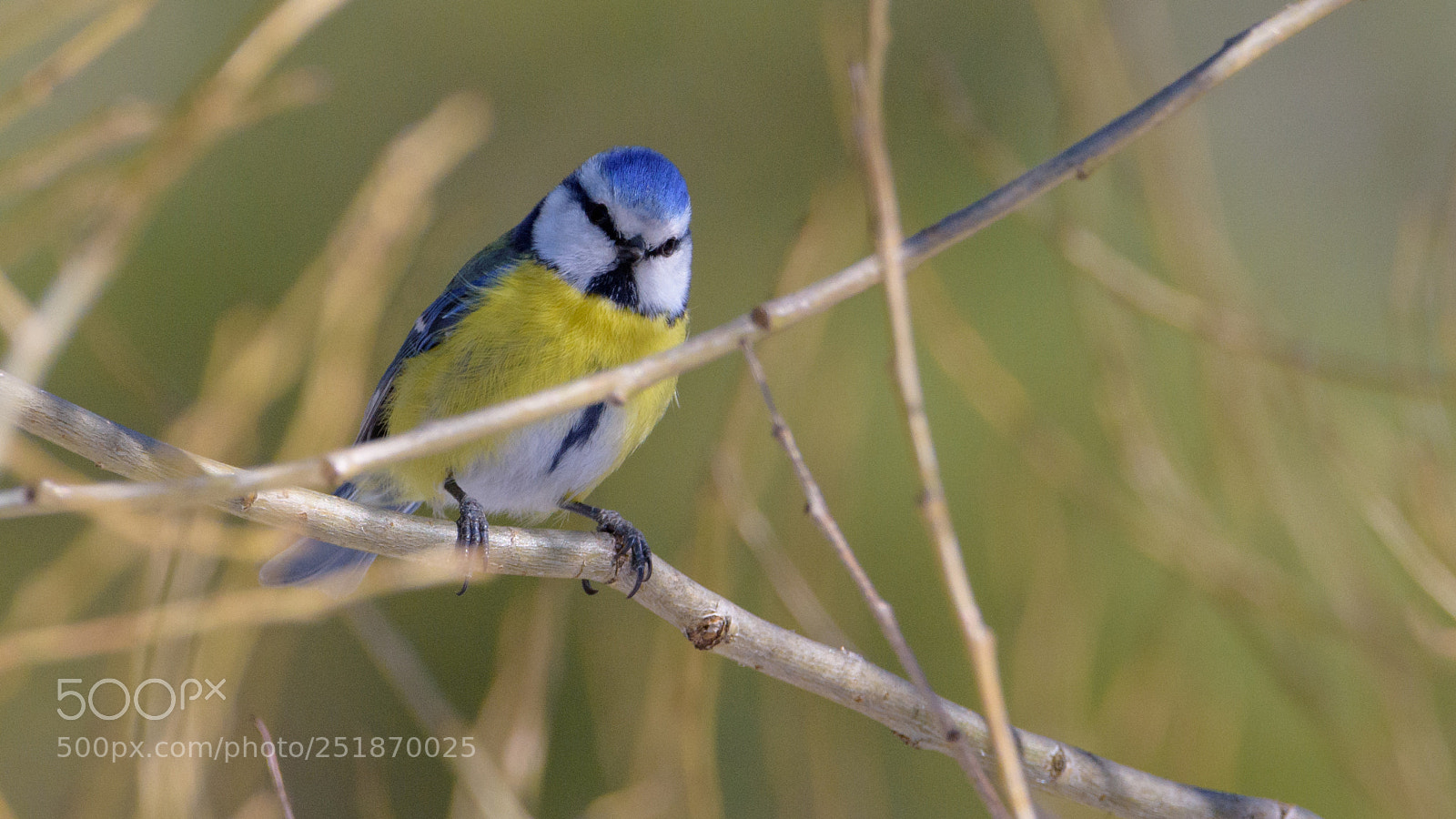 Nikon D7200 sample photo. Eurasian blue tit photography