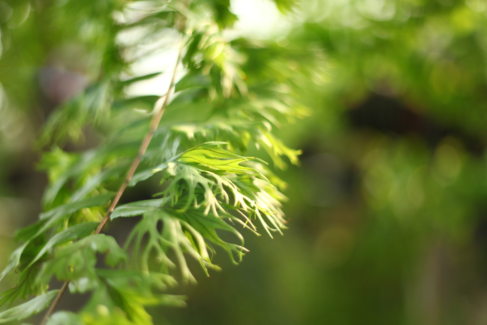 Canon EF 50mm F1.8 II sample photo. Fern leaves photography