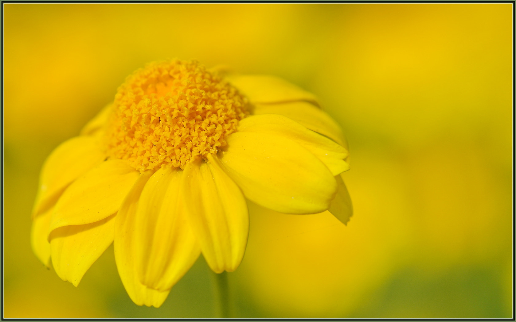 Sigma 105mm F2.8 EX DG OS HSM sample photo. Yellow is for spring photography