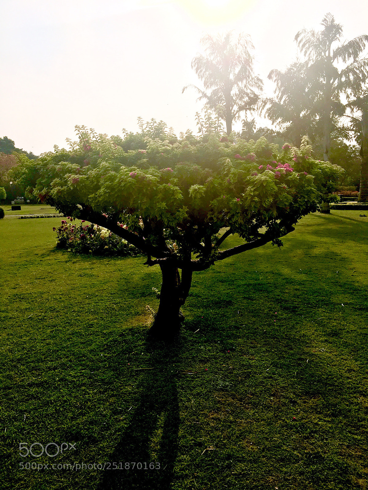 Apple iPhone 6s Plus sample photo. Little beauty photography