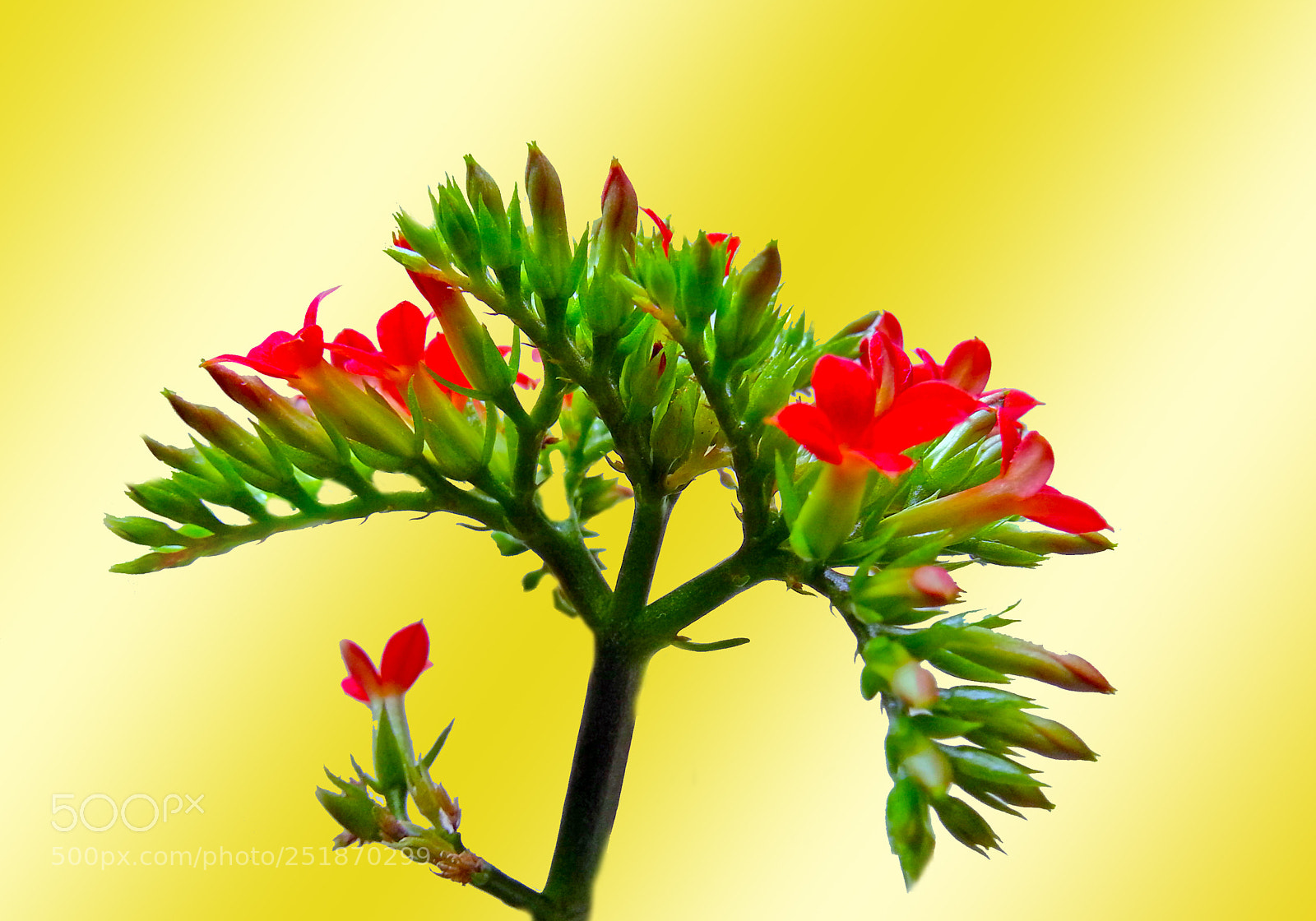 Sony Alpha a3000 sample photo. Flower photography