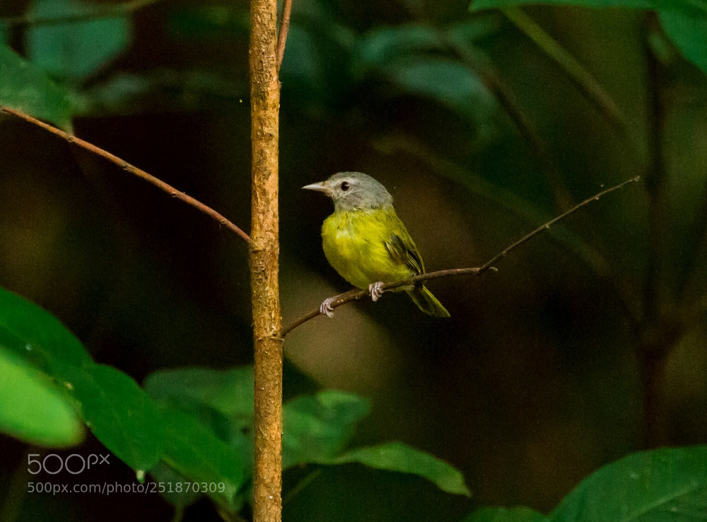 Canon EOS 7D sample photo. Ashy-headed greenlet hylophilus pectoralis photography