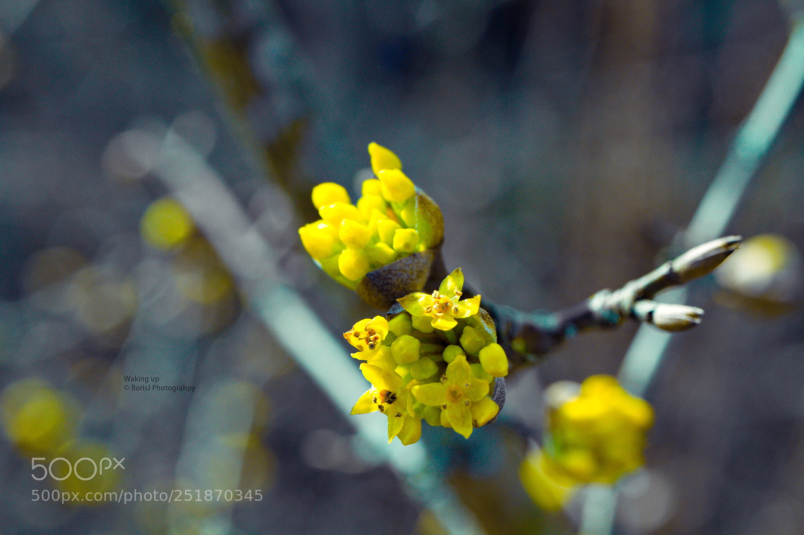 Canon EF-S 35mm F2.8 Macro IS STM sample photo. Waking up photography
