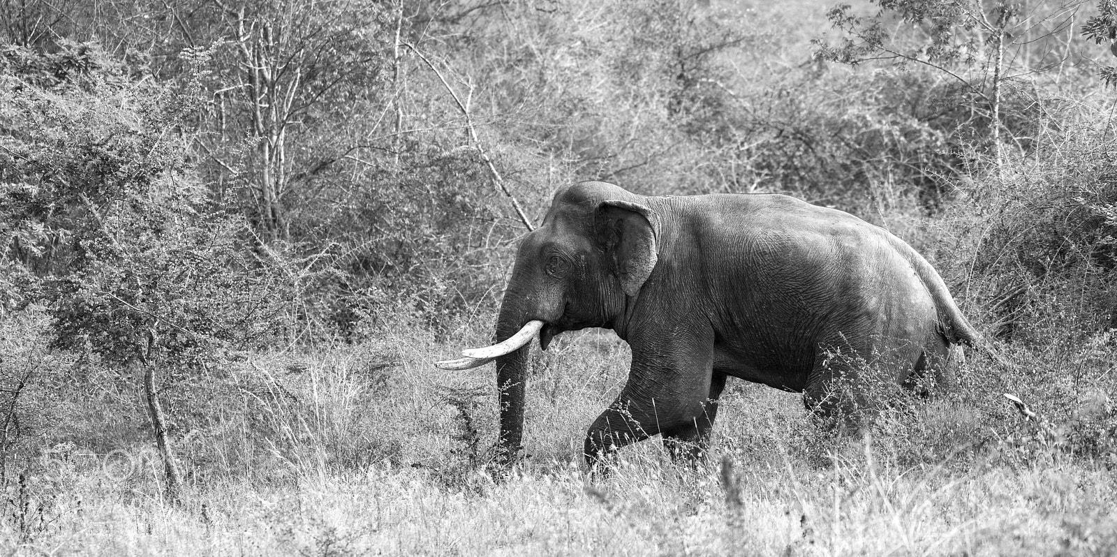 Nikon D810 sample photo. Wild elephant near saliyawewa photography