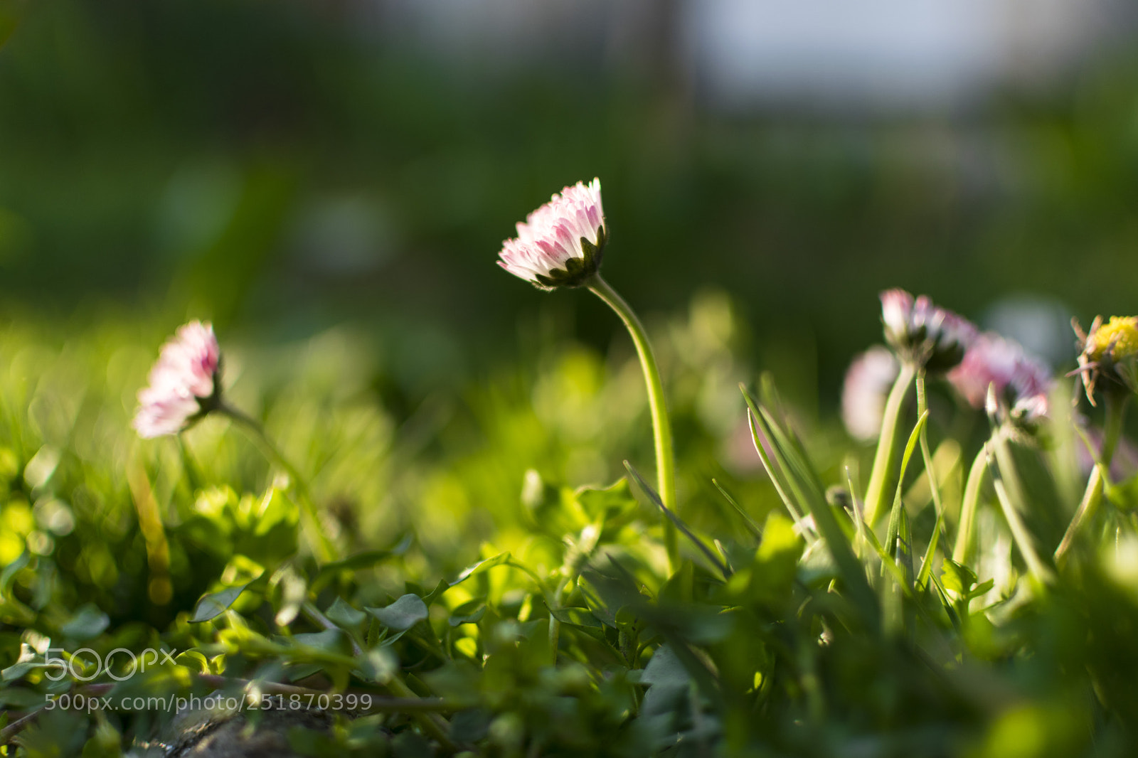 Nikon D3300 sample photo. Daisy photography