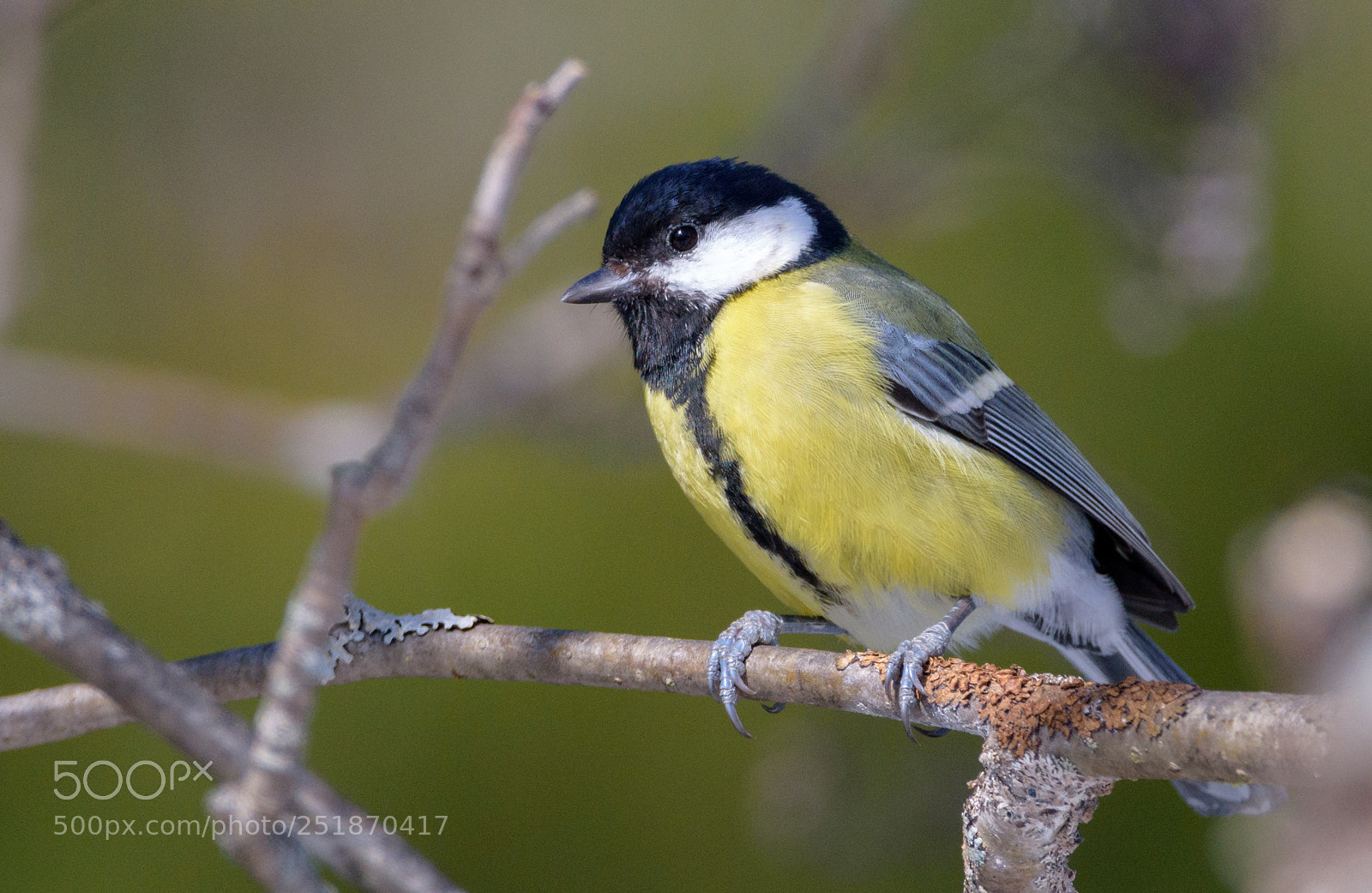 Nikon D7200 sample photo. Great tit - parus photography