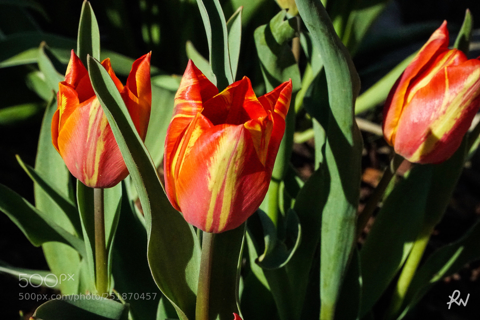 Sony a6300 sample photo. Spring is here photography