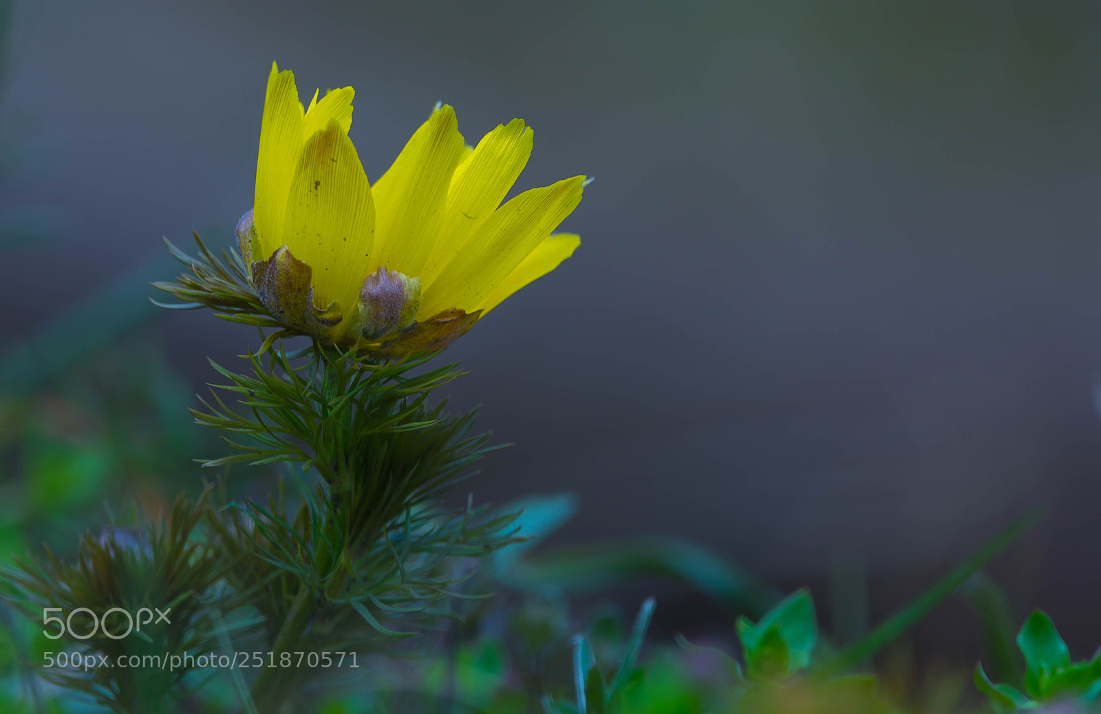 Nikon D7100 sample photo. Adonis vernalis photography