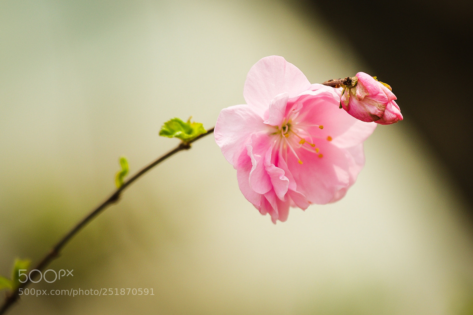 Canon EOS 6D Mark II sample photo. Melocotón bloosom photography