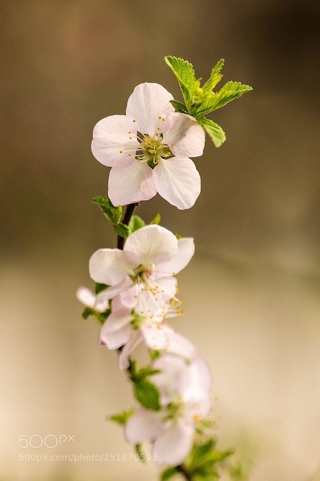 Canon EOS 6D Mark II sample photo. Flore oriental photography