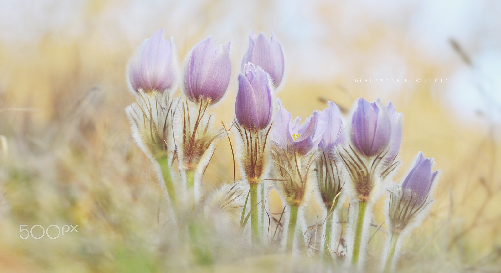 Nikon D90 sample photo. Pulsatilla photography