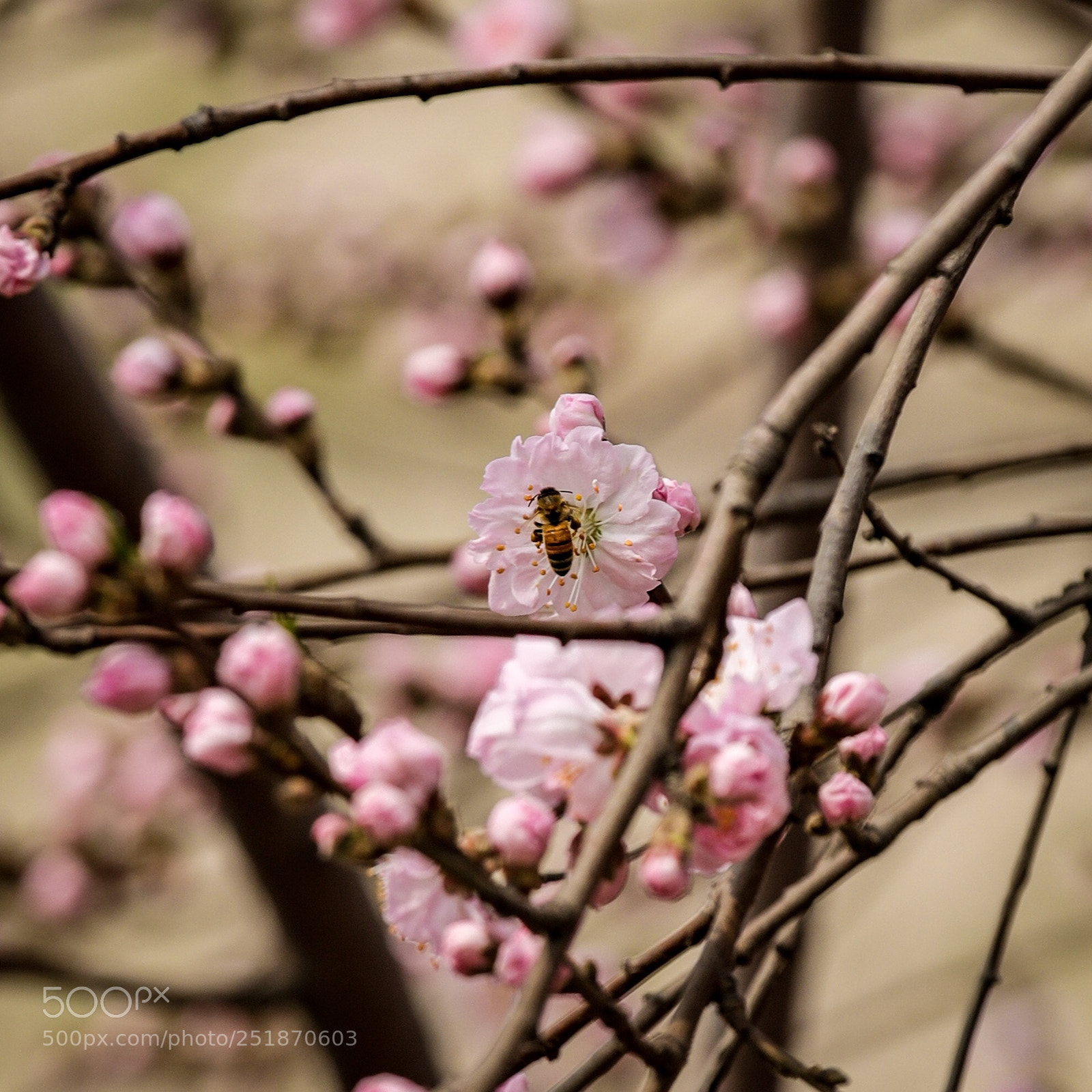 Canon EOS 6D Mark II sample photo. La abeja photography