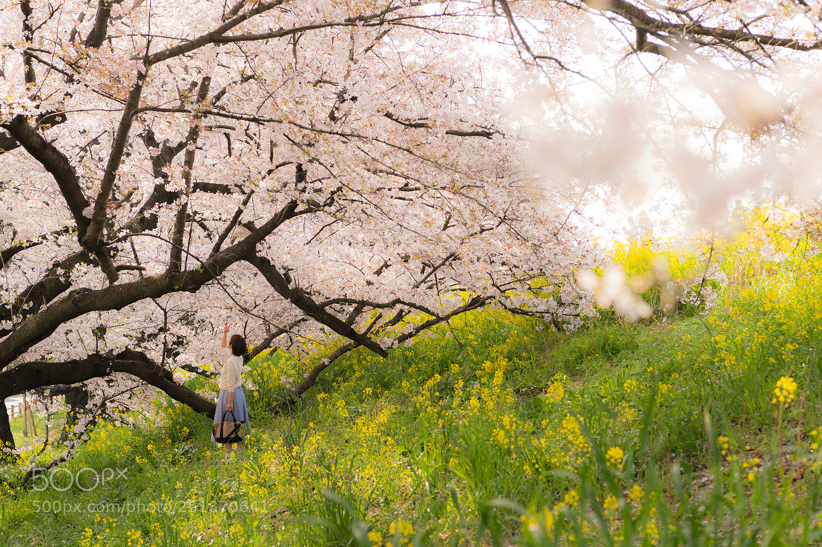 Nikon Df sample photo. 桜に思ふ photography