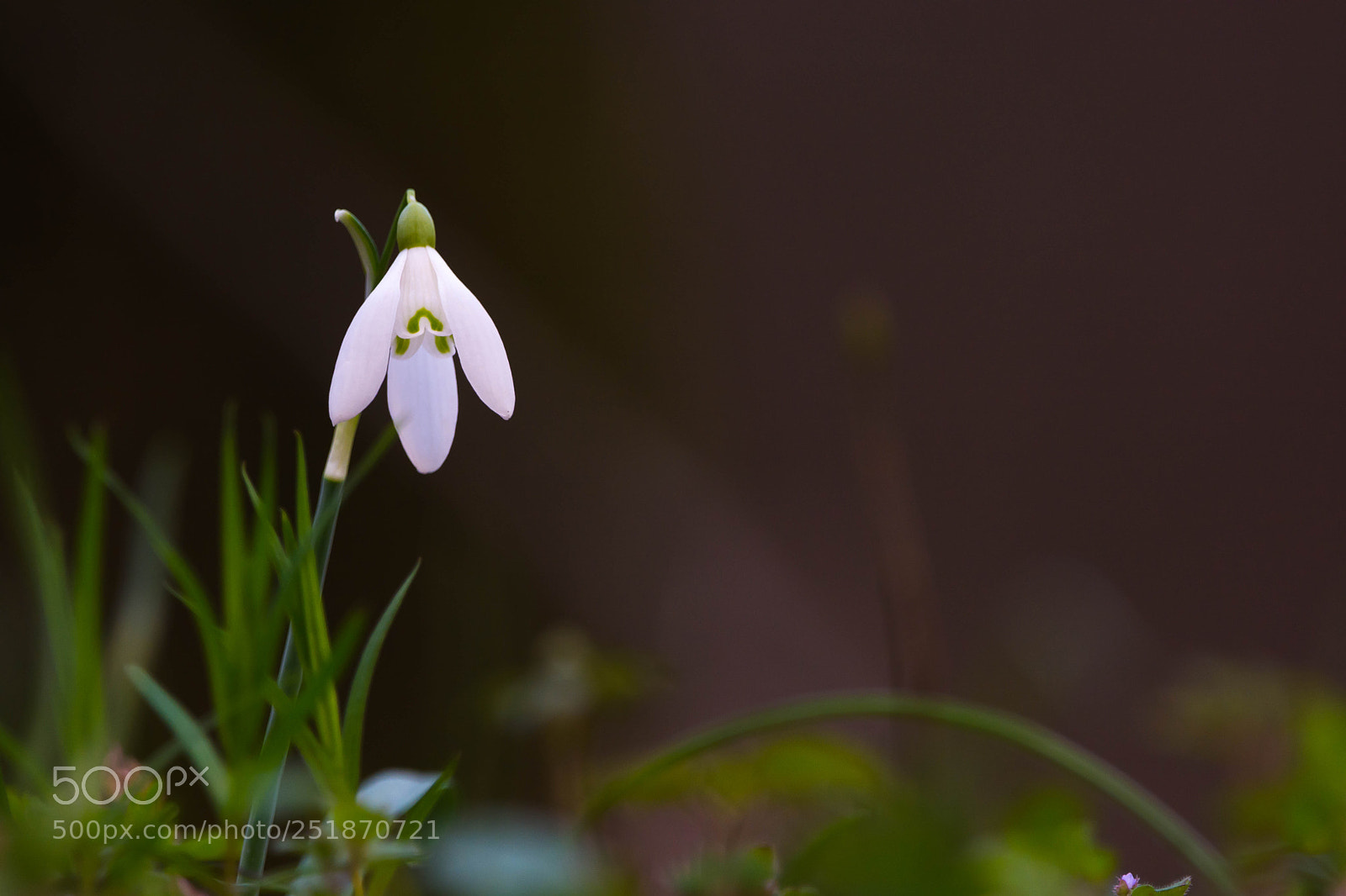 Nikon D7100 sample photo. Galanthus nivalis photography