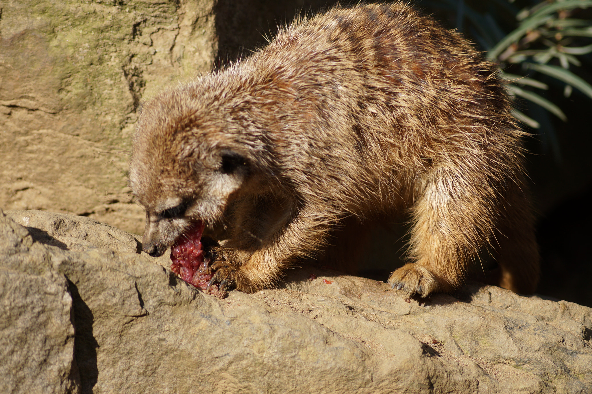 Sony DT 55-200mm F4-5.6 SAM sample photo. Eating meerkat photography