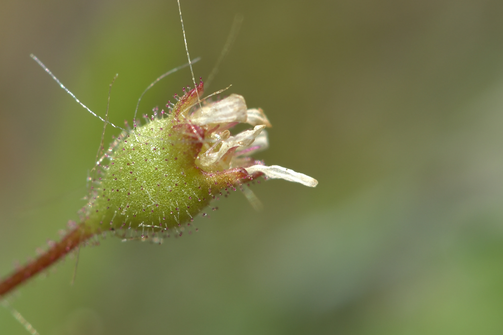 Nikon AF-S Micro-Nikkor 105mm F2.8G IF-ED VR sample photo. Florification photography