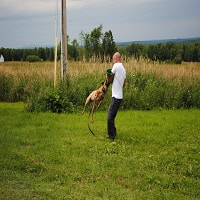 Nikon D3000 sample photo. Best family guard dogs photography
