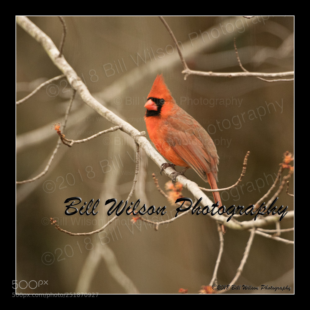 Nikon D500 sample photo. Cardinal photography