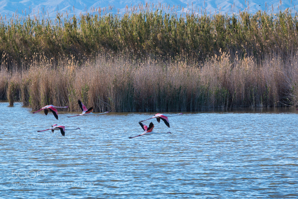 Canon EOS 70D sample photo. Mg photography