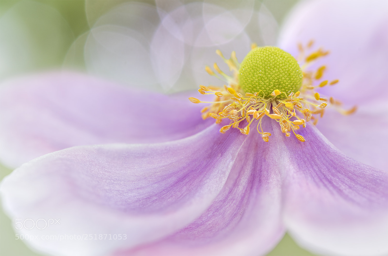 Nikon D810 sample photo. Pink breeze photography