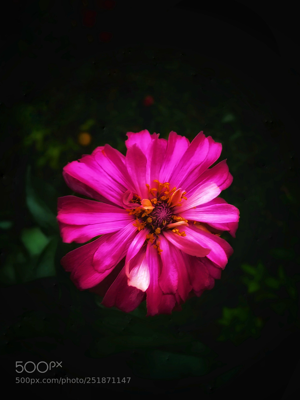 Samsung Galaxy Note5 sample photo. Flower photography