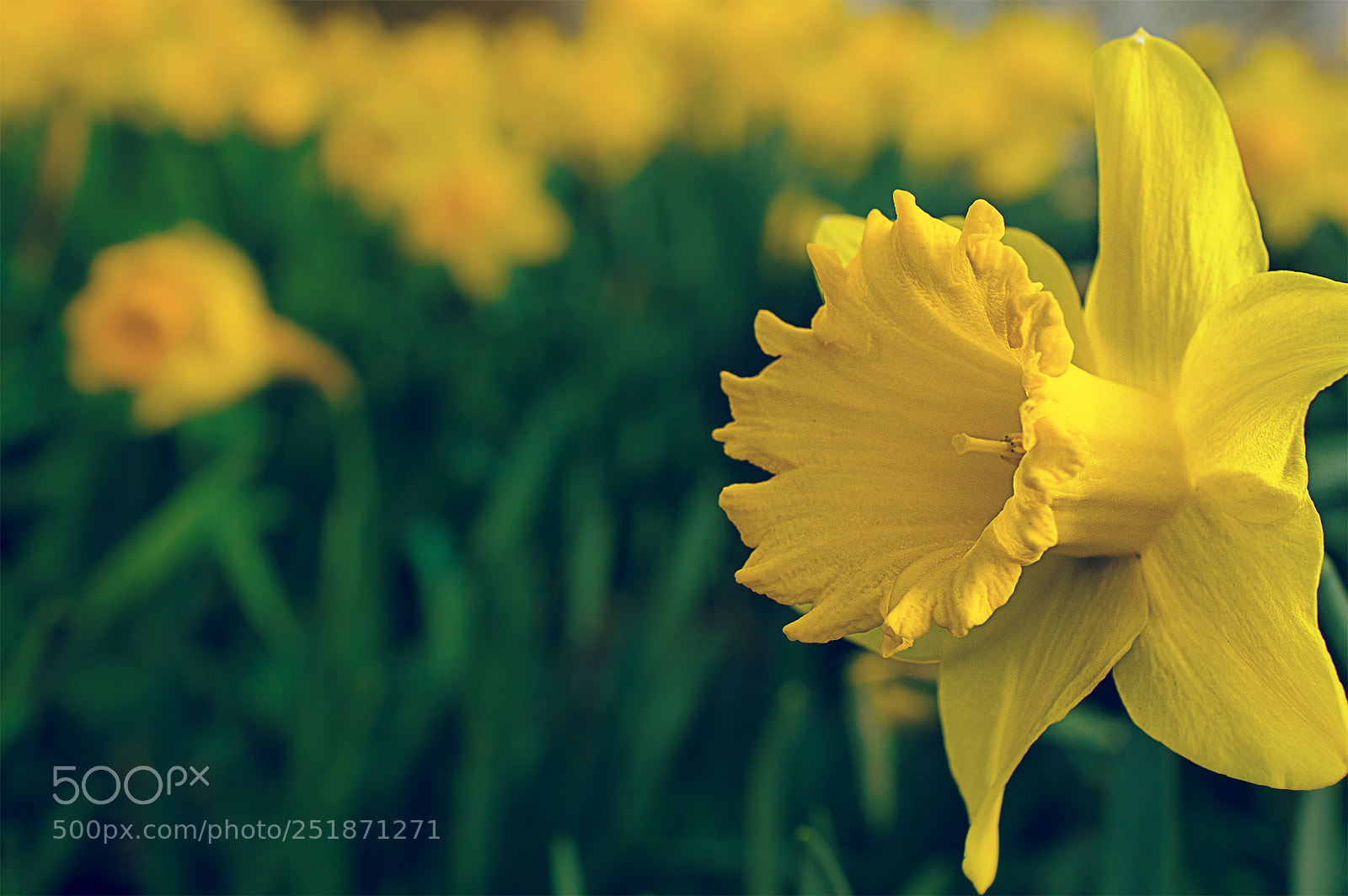 Nikon D3200 sample photo. Daff photography