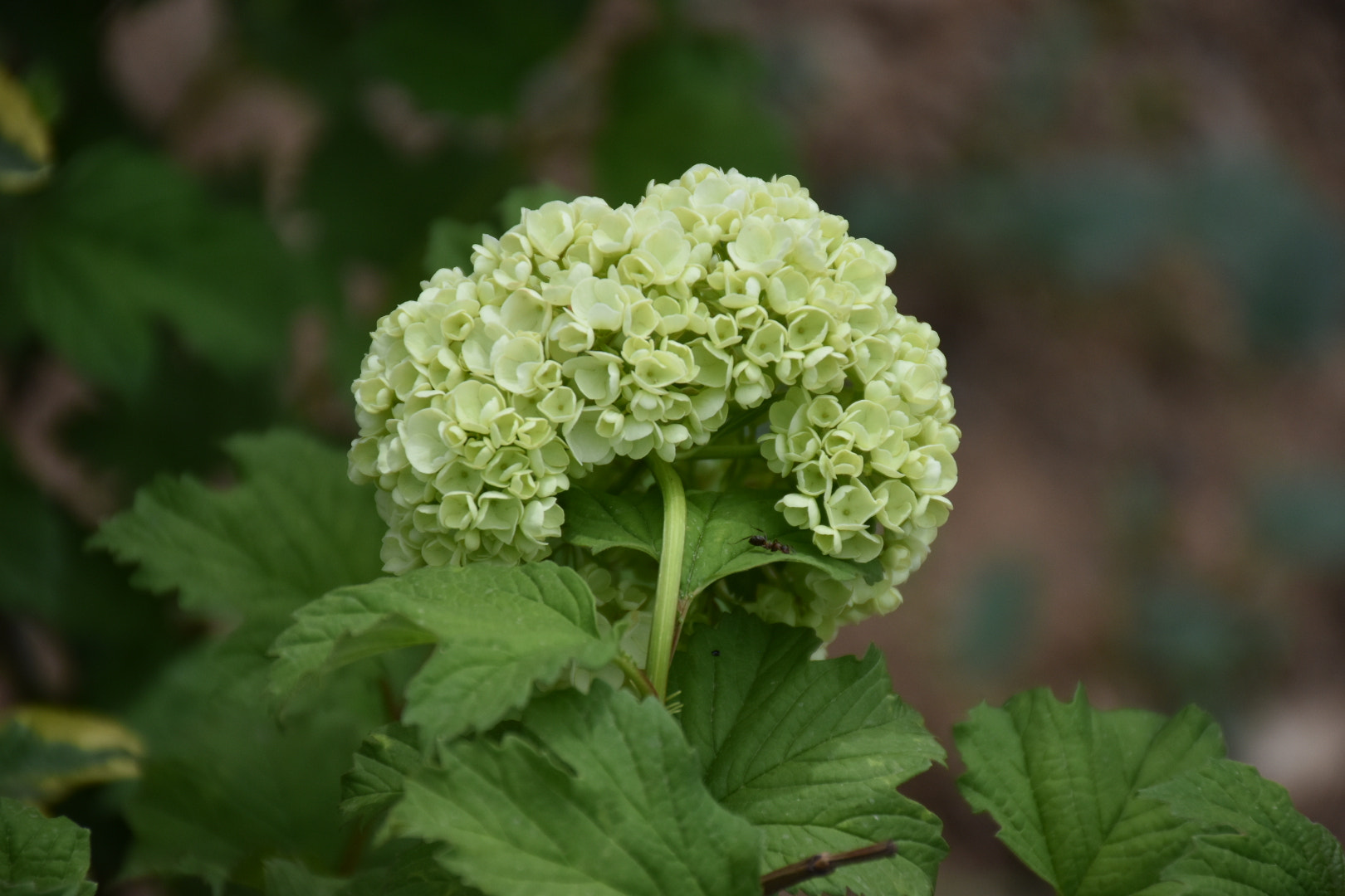Nikon D5500 sample photo