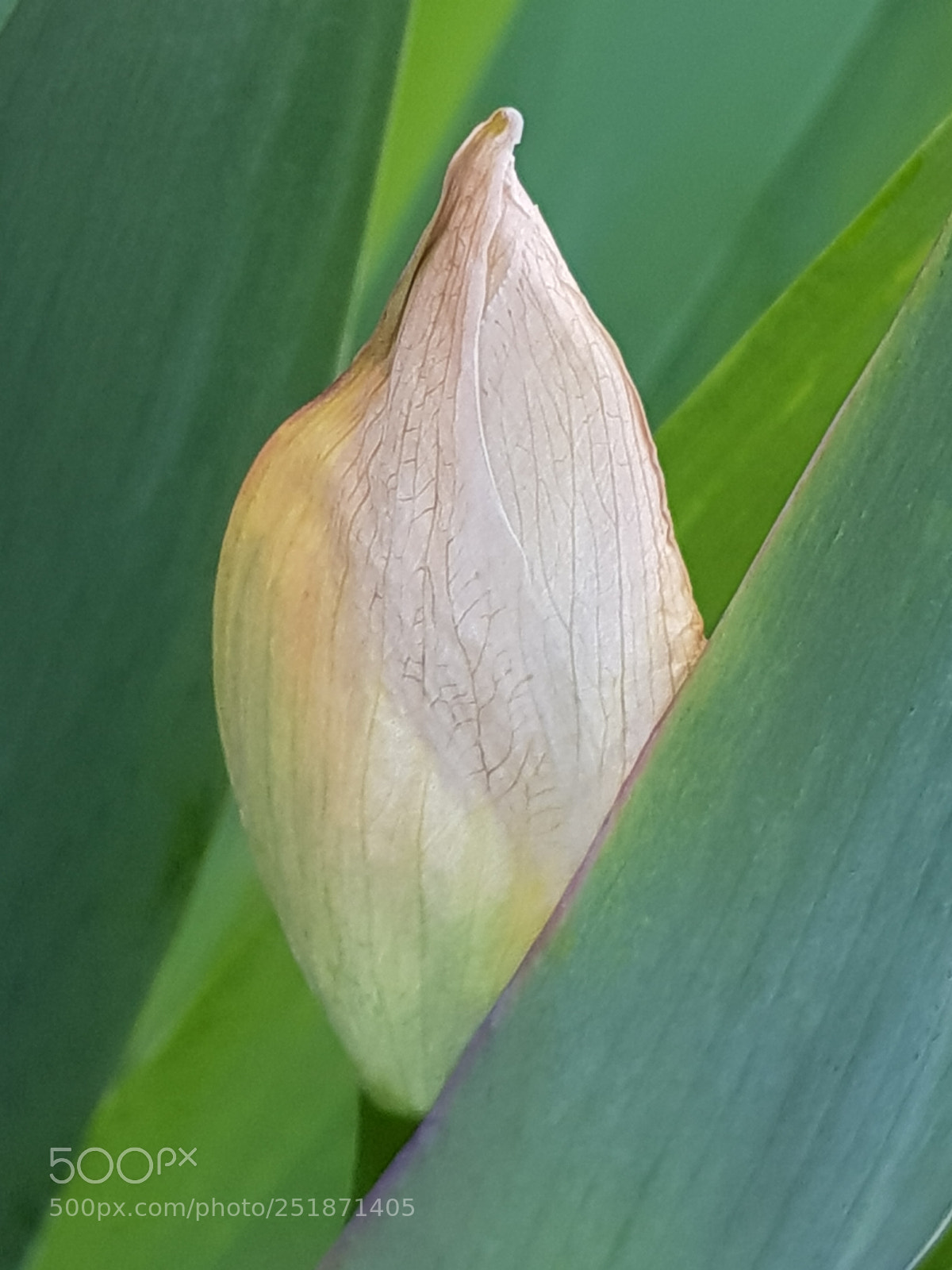 Samsung Galaxy S8 sample photo. Flower photography