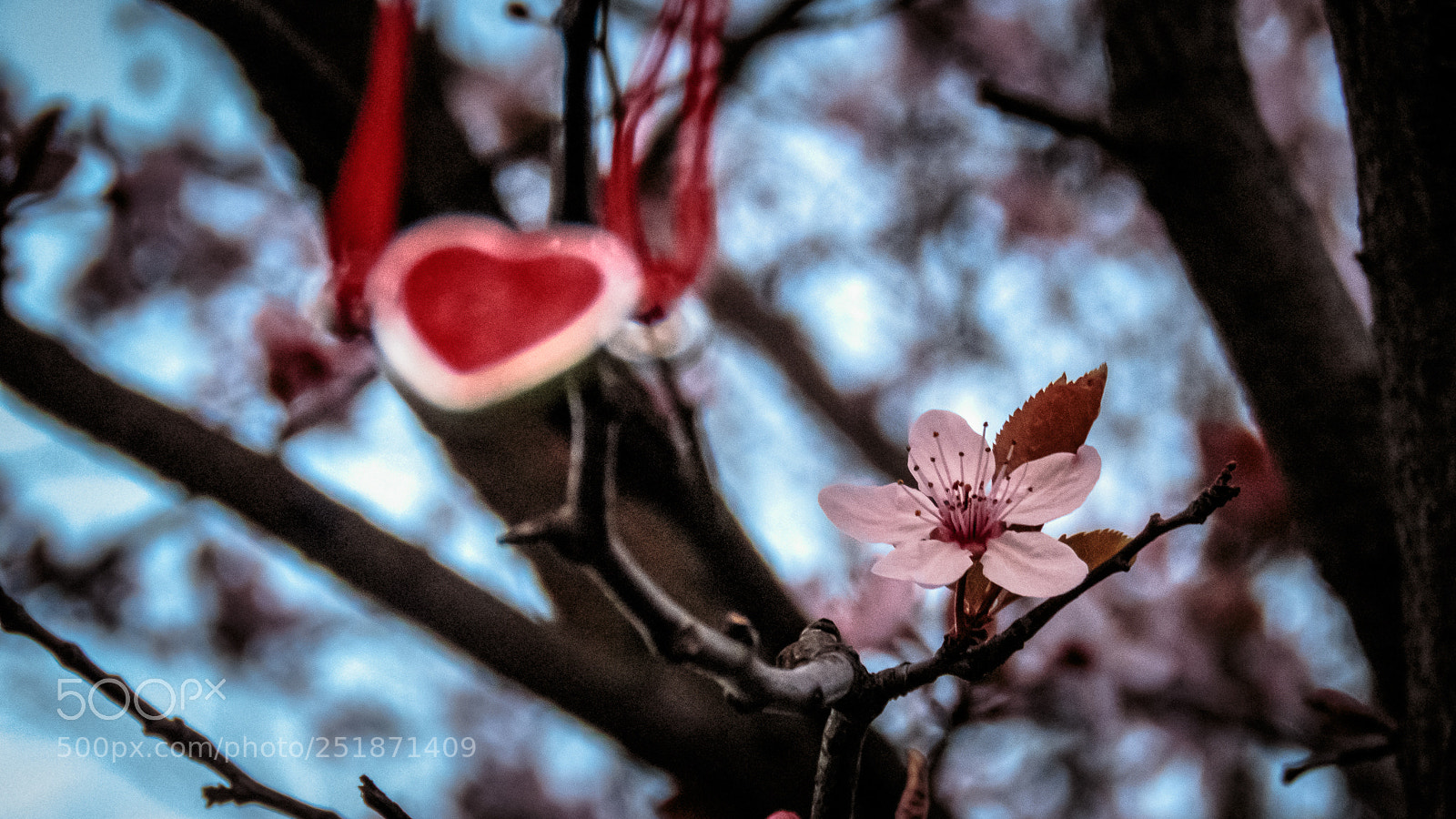 Canon PowerShot SX60 HS sample photo. Heart on a string photography