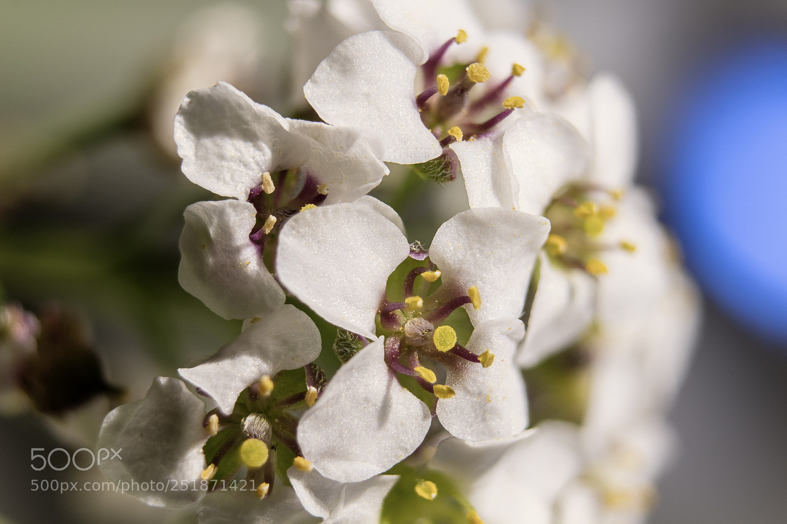 Canon EOS 700D (EOS Rebel T5i / EOS Kiss X7i) sample photo. Nature photography