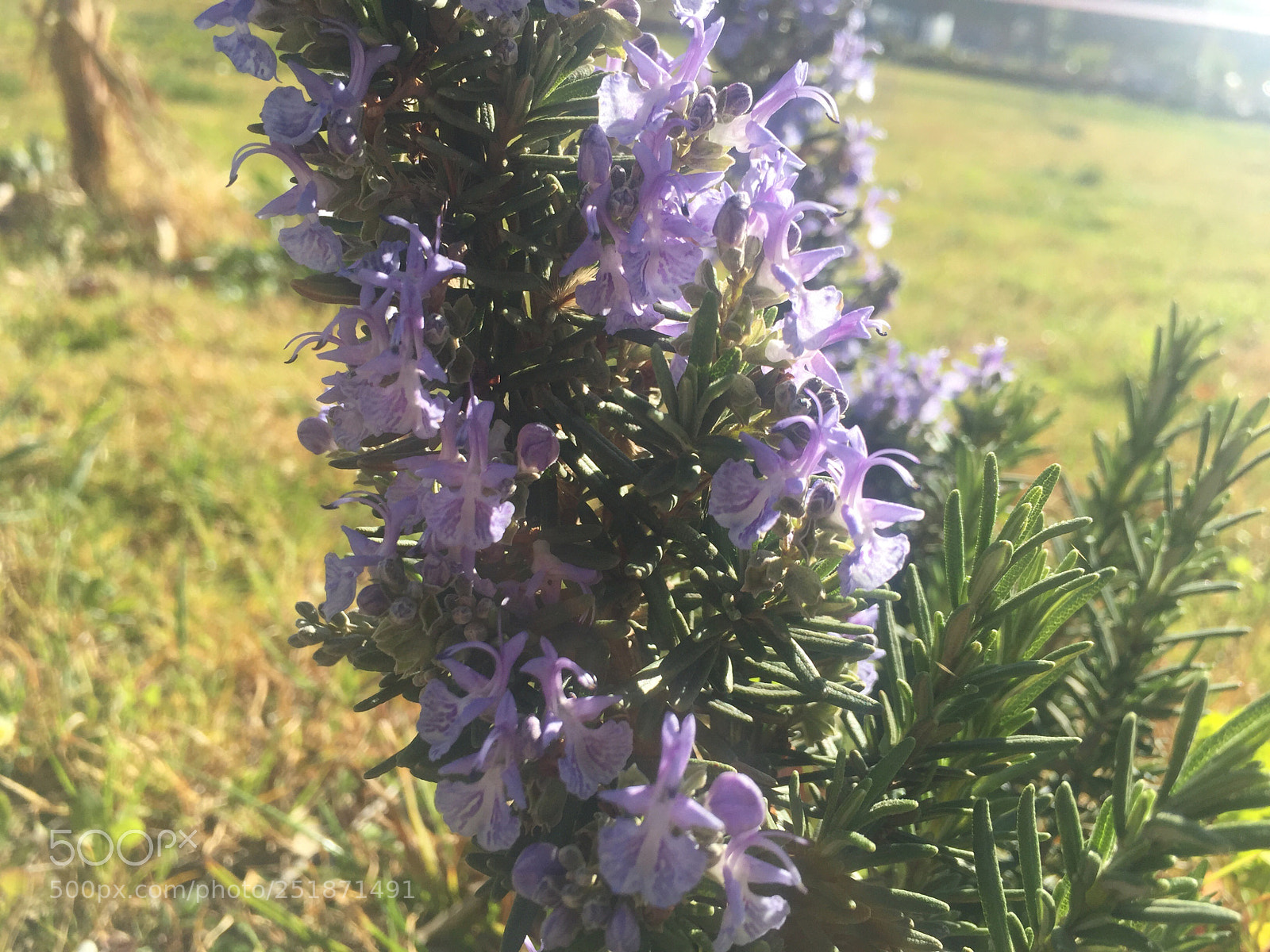 Apple iPhone 6 sample photo. Untitled photography