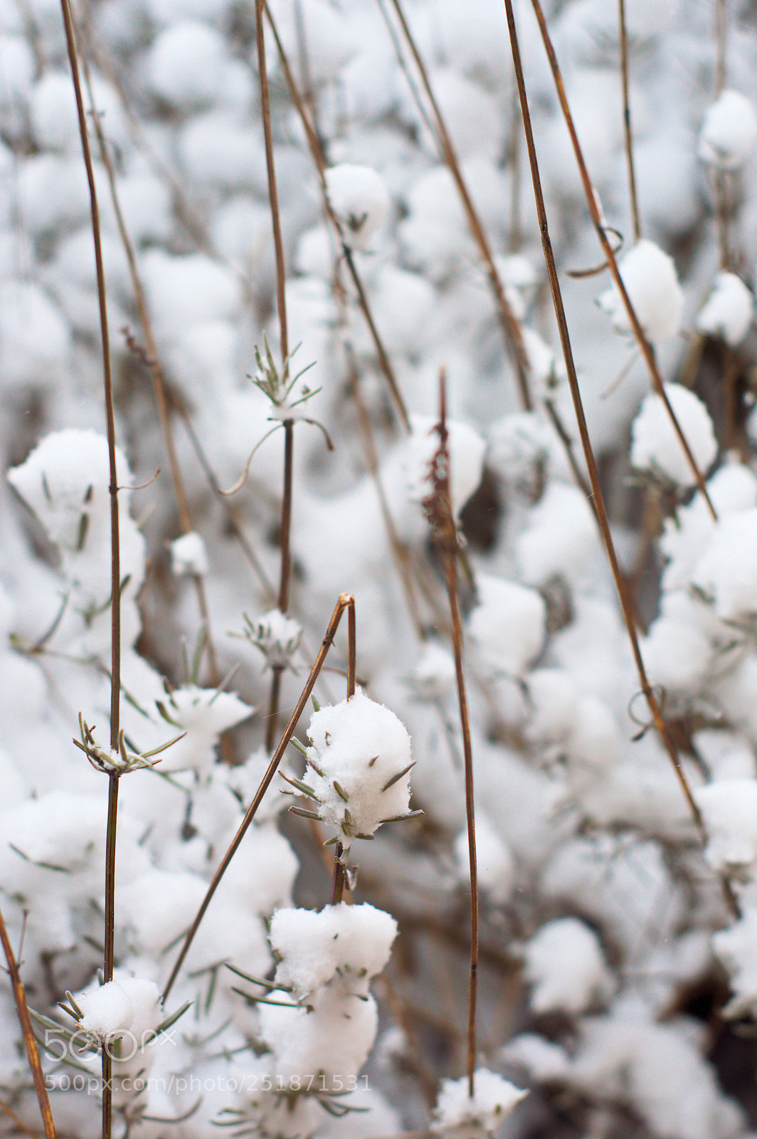 Nikon D3200 sample photo. Settled snow photography