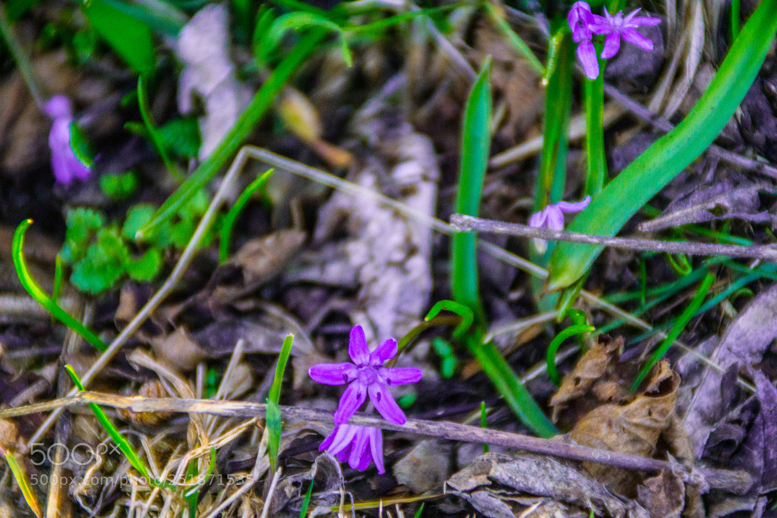 Sony a5100 sample photo. Walking to rusio photography