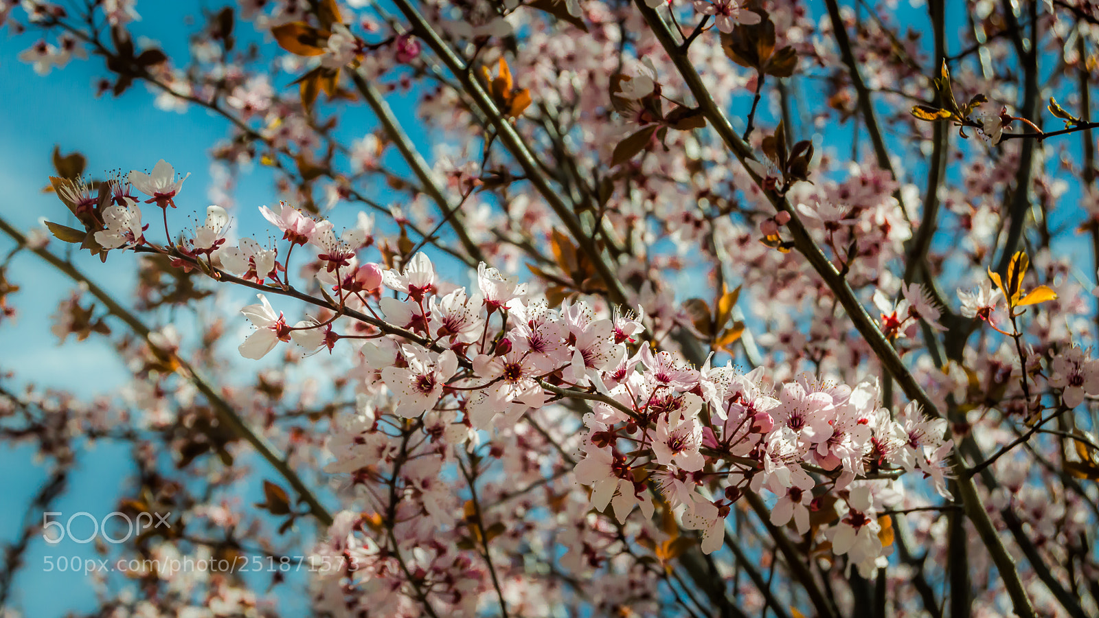 Nikon D3200 sample photo. Cherry blossoms photography