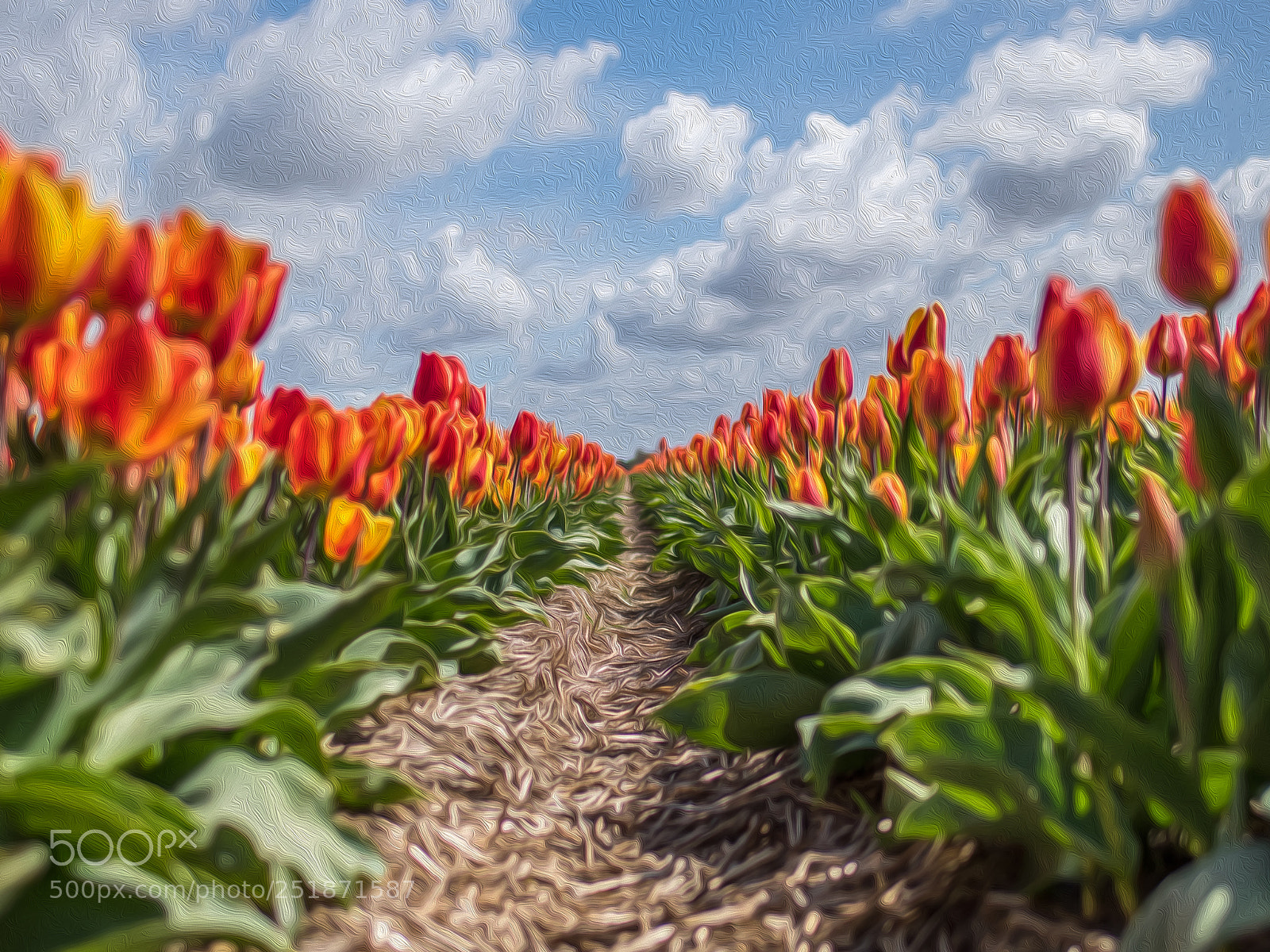 Nikon D810 sample photo. Tulips,photoshop oilpaint photography