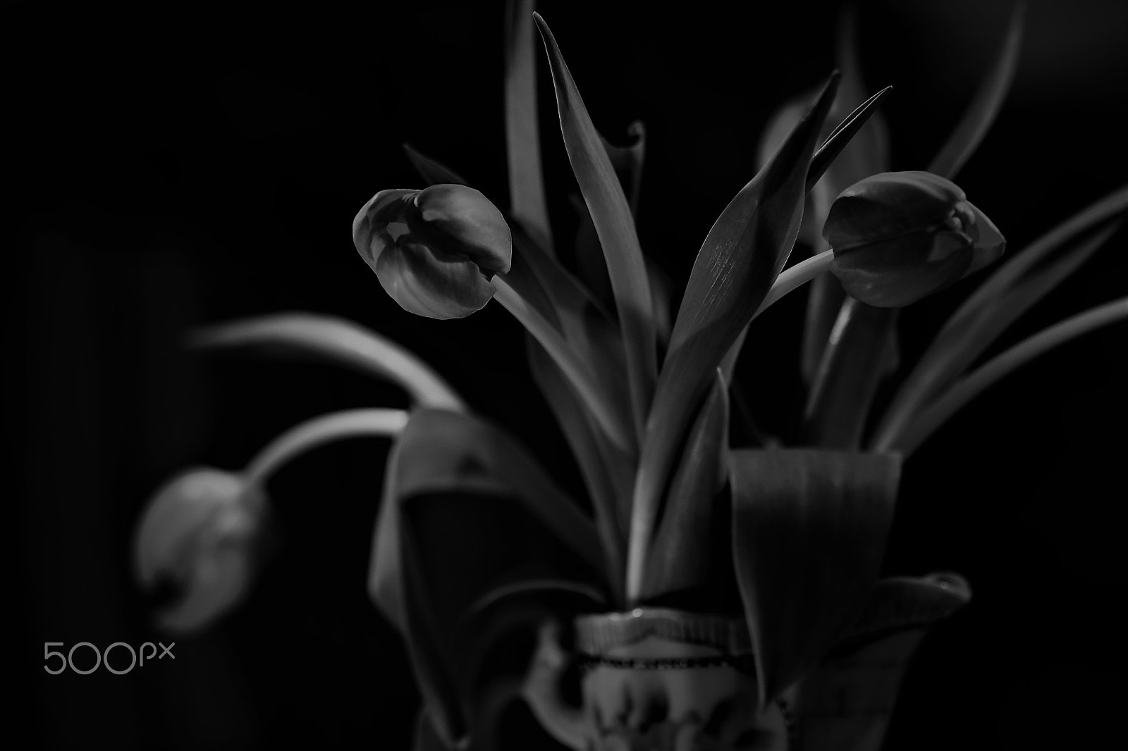 Nikon D500 sample photo. Tulips - act i photography