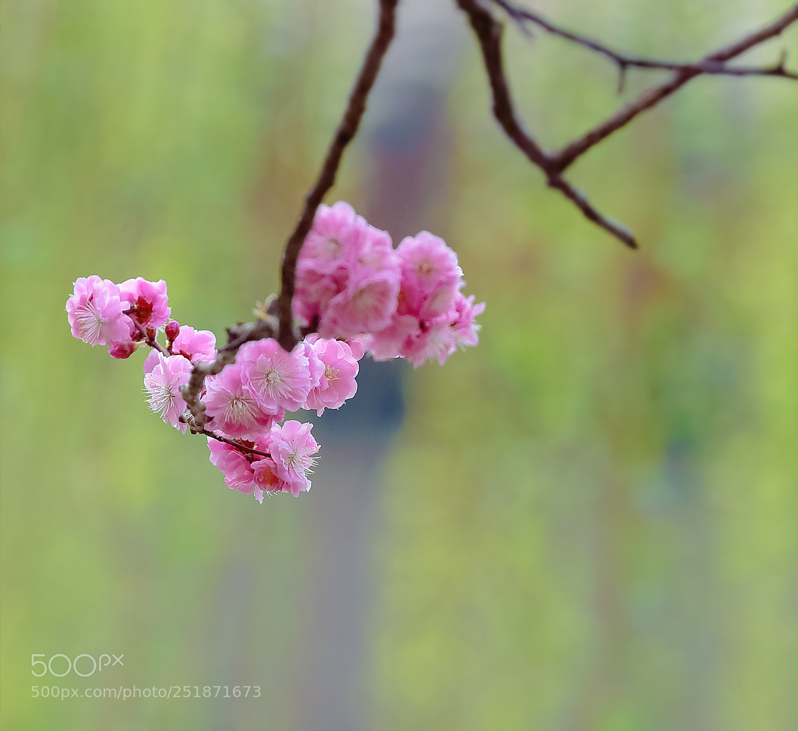 Canon EOS-1D X Mark II sample photo. 杏梅花 photography