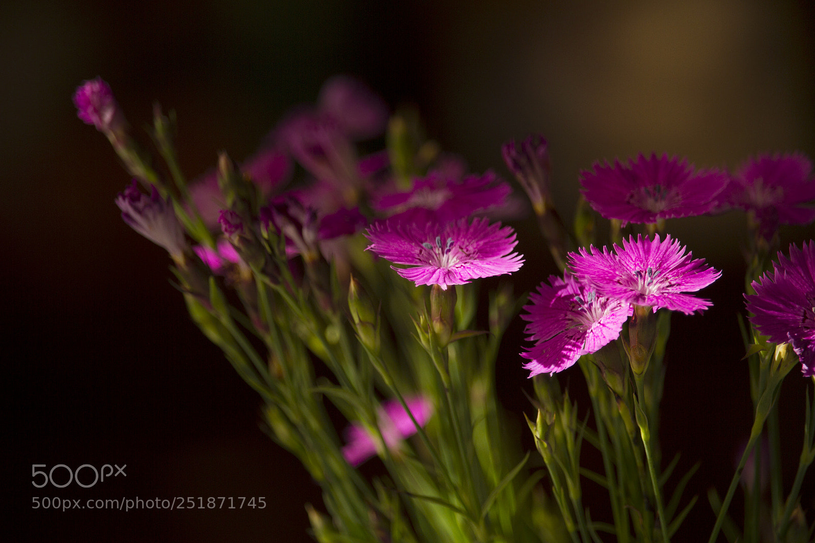 Canon EOS 7D sample photo. ** photography