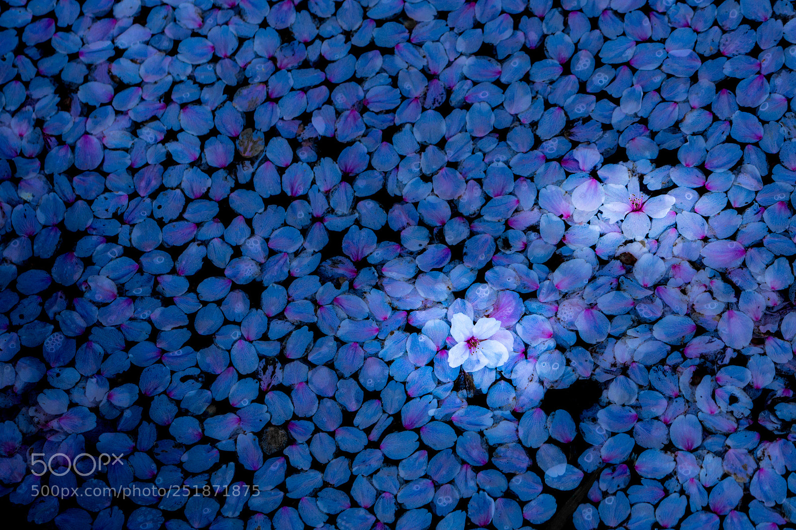 Sony a6000 sample photo. Blossoms in blue sea photography