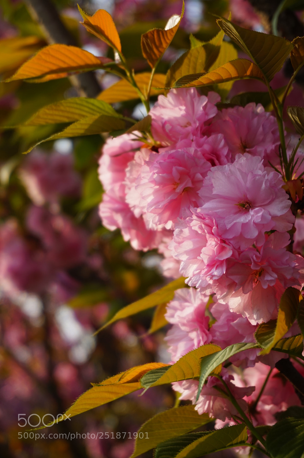 Sony Alpha a5000 (ILCE 5000) sample photo. 晚樱 photography