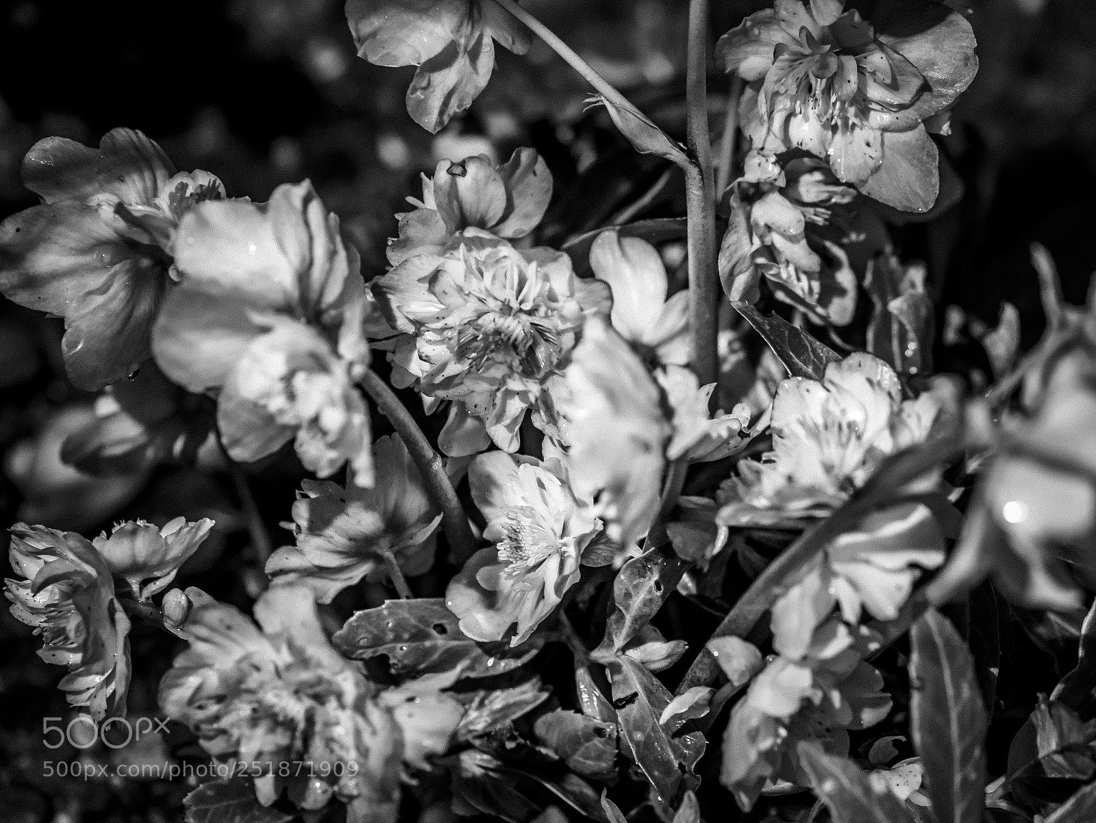 Olympus OM-D E-M1 sample photo. Night shades photography