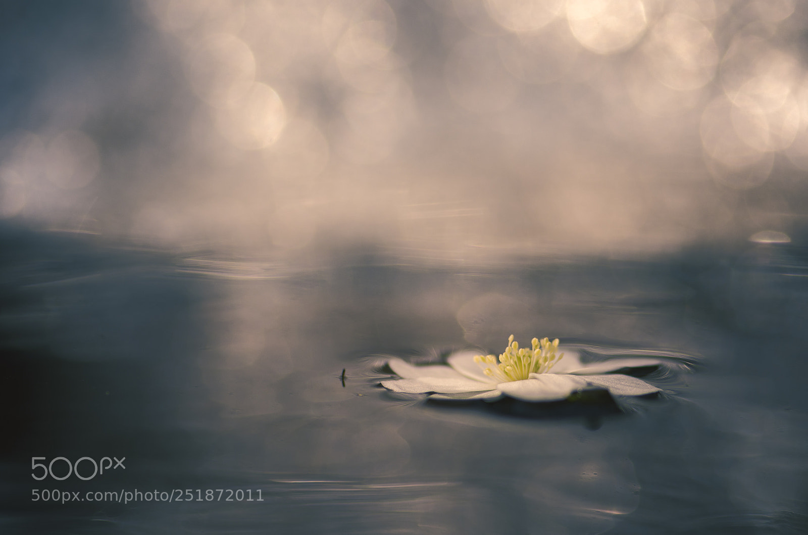 Nikon D7200 sample photo. On the water photography