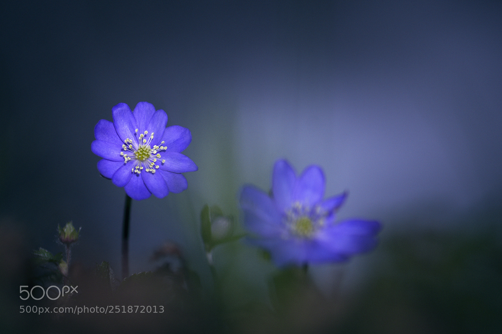 Nikon D7200 sample photo. Twin sisters photography