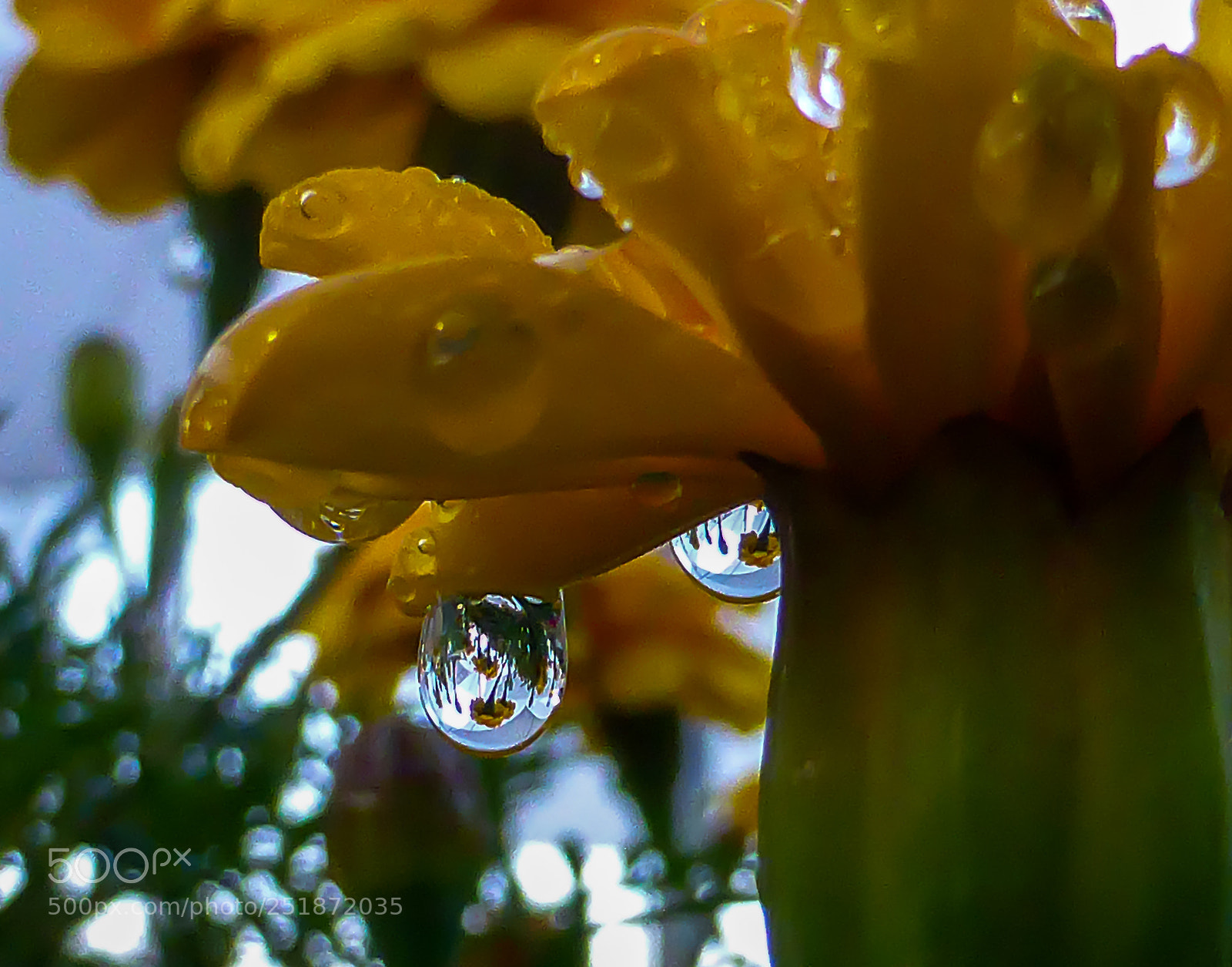 Panasonic Lumix DMC-ZS30 (Lumix DMC-TZ40) sample photo. Droplets world photography