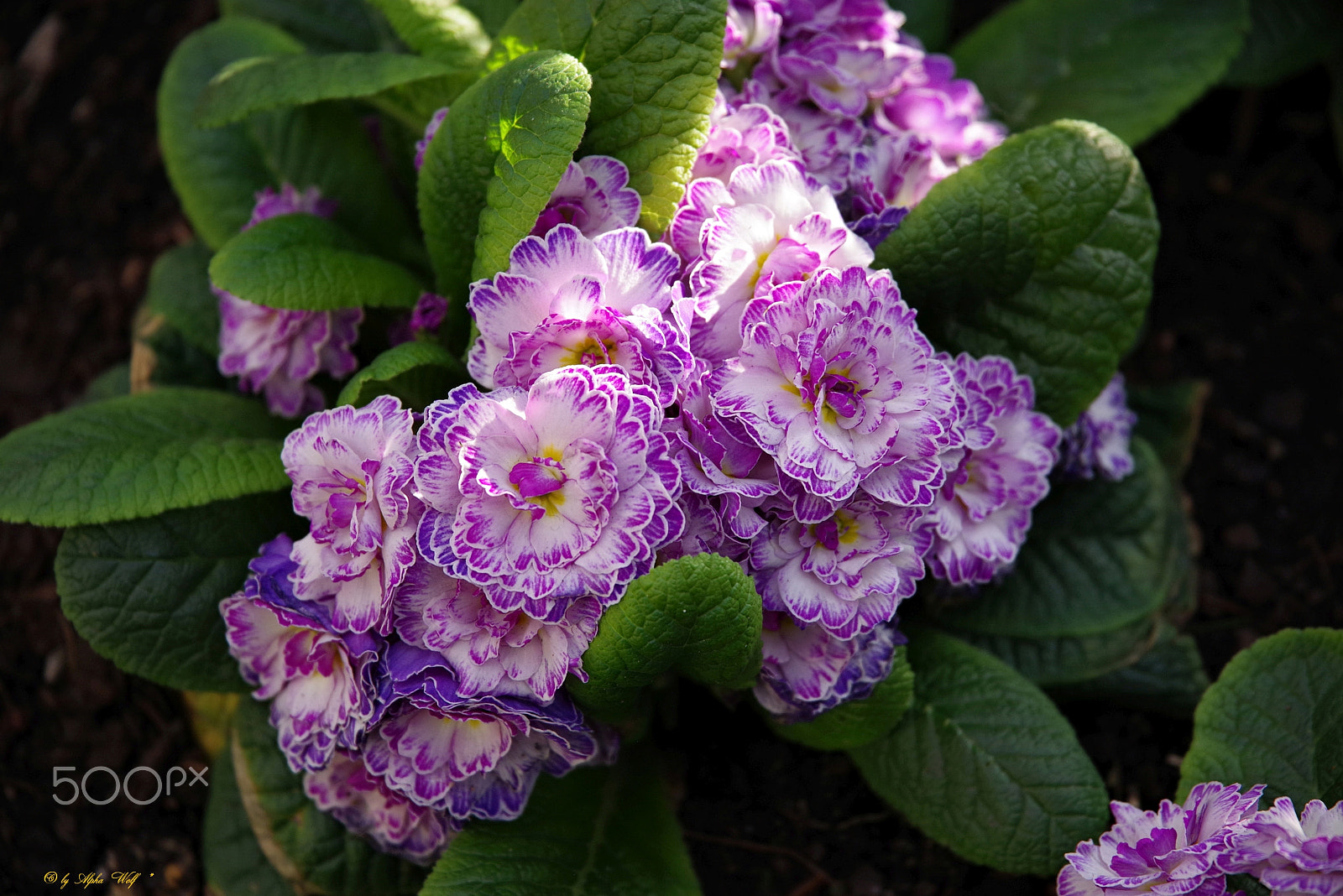 Pentax K-1 sample photo. Flower photography