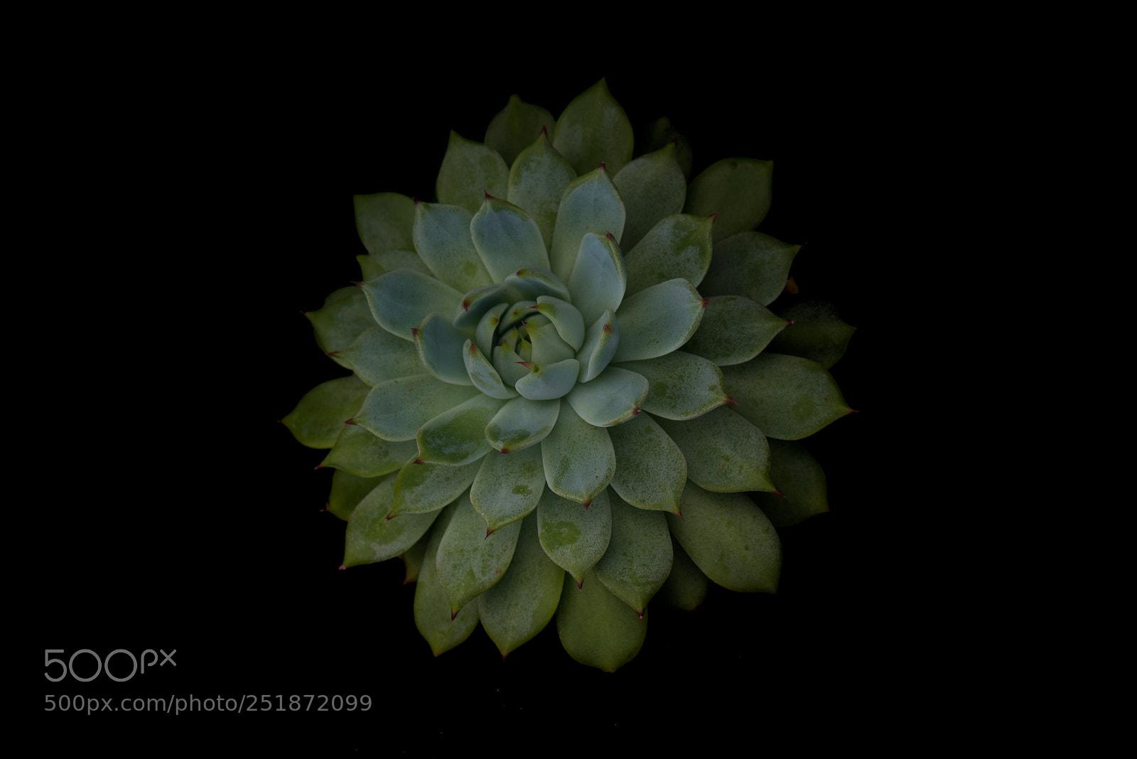 Nikon D600 sample photo. Flower photography