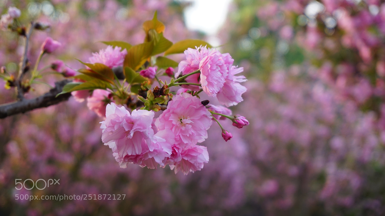 Sony Alpha a5000 (ILCE 5000) sample photo. 晚樱 photography