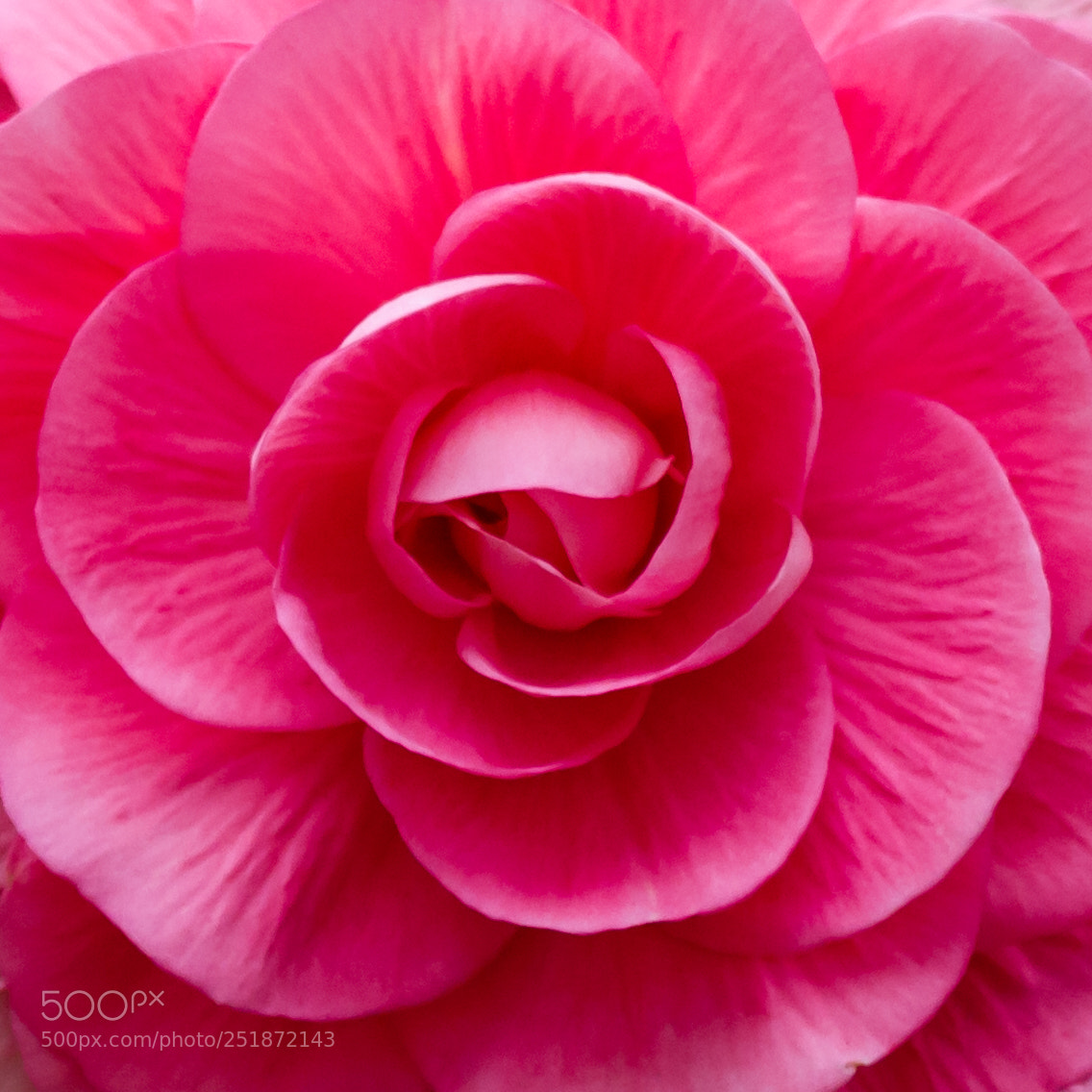 Canon EOS 7D sample photo. Pink begonia photography